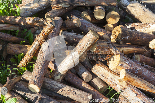 Image of Pine logs, close-up