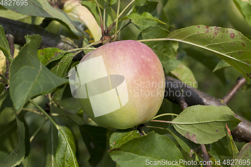 Image of apple on a tree