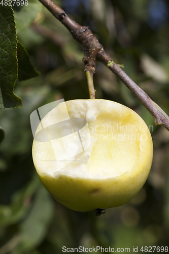 Image of crop of a fruit garden