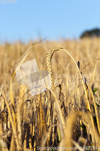 Image of yellow farm field
