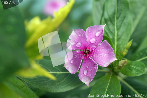 Image of Fragility Flower Pink