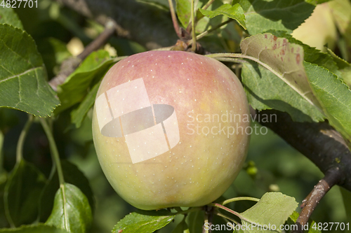 Image of Apple on a tree
