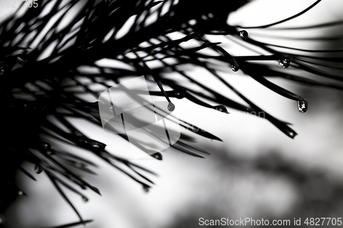 Image of Winter forest, close-up