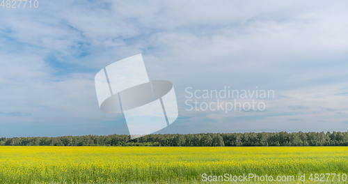 Image of Landscape of field yellow grass