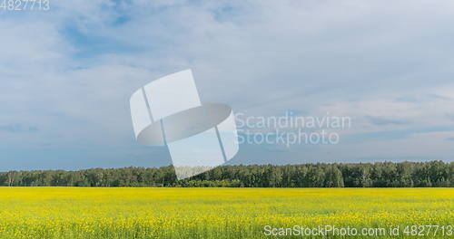 Image of Landscape of field yellow grass