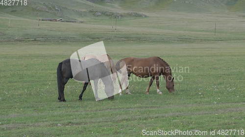 Image of Horses with foals grazing in a pasture in the Altai Mountains