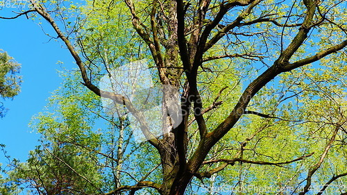 Image of European mixed forest. Tops of the trees. Looking up to the canopy.