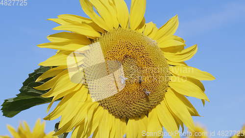 Image of Field of flowering sunflowers with bees collecting honey