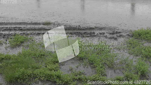 Image of Heavy rain shower in the sunshine of springtime or summer nature