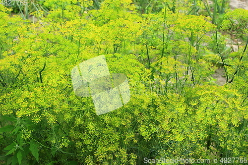 Image of Fennel growing on the vegetable garden