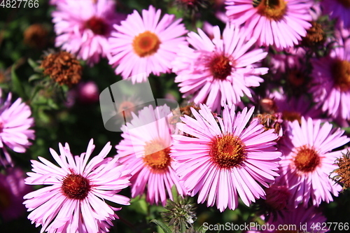 Image of red asters in the garden