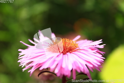 Image of red aster in the garden