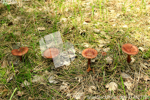 Image of mushrooms of toadstool growing in the row