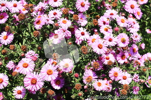 Image of red asters in the garden