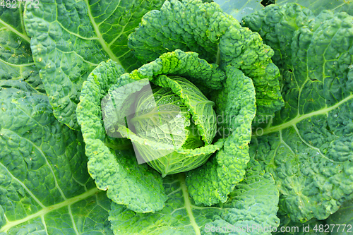 Image of cabbage with big leaves