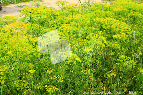 Image of Fennel growing on the vegetable garden