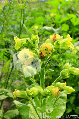 Image of flowers of tobacco