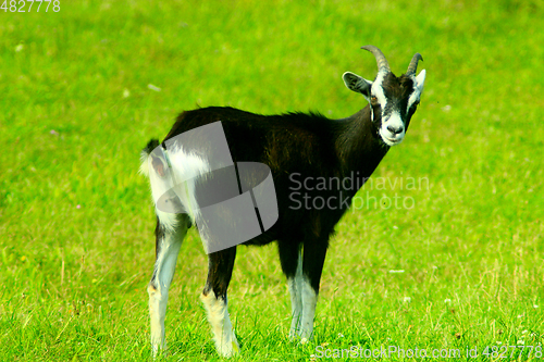 Image of goat on the pasture