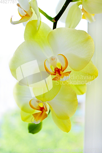 Image of tender flowers of orchid