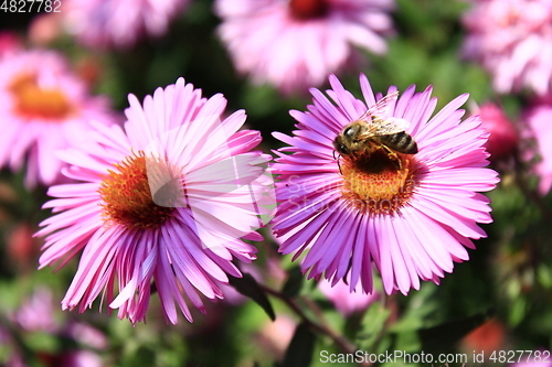 Image of bee on the flower of aster