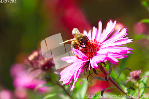 Image of bee on the flower of aster