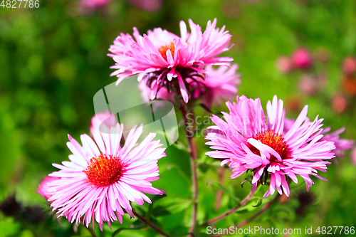 Image of red asters in the garden