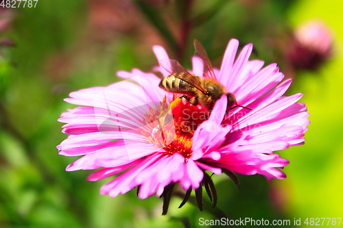 Image of bee on the flower of aster
