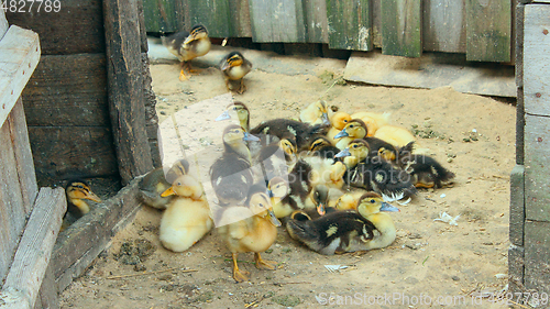 Image of amusing ducklings on the poultry