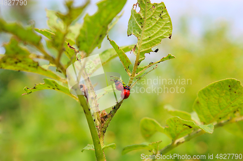 Image of larvas of colorado beetles on the leaves of a potato