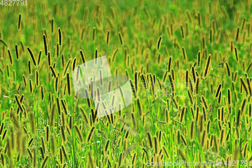 Image of thicket of high green grass in the field