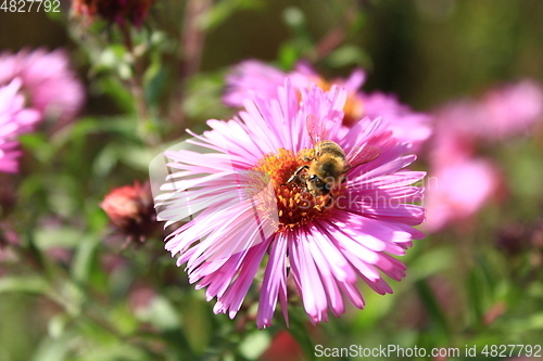 Image of bee climbs on the flower of aster
