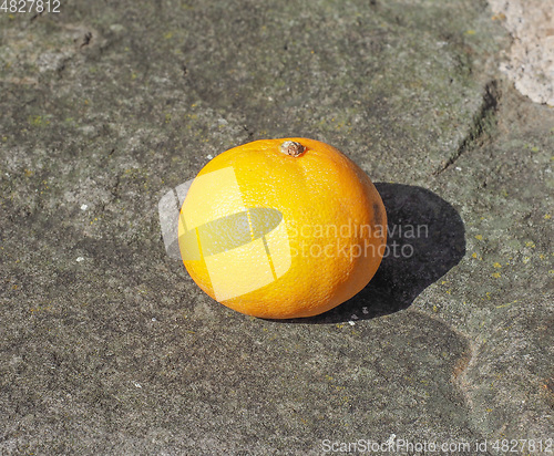 Image of Orange Mandarin fruit