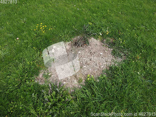 Image of Mole holes in a lawn