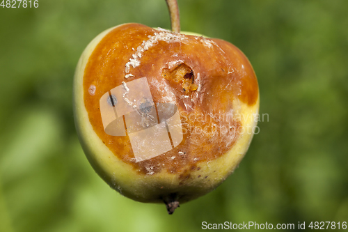 Image of Spoiled apple harvest