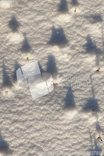 Image of Field in the snow