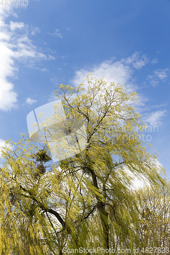 Image of flowering willow, close-up