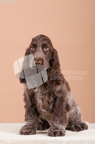 Image of dog english cocker spaniel