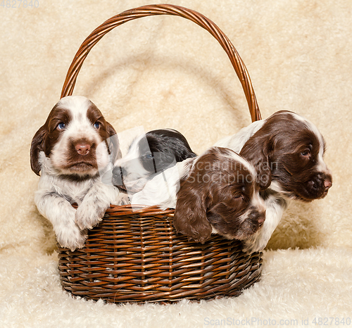 Image of puppy of brown English Cocker Spaniel dog