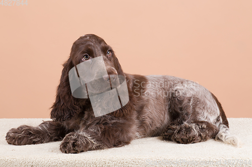 Image of dog english cocker spaniel