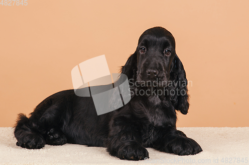 Image of dog english cocker spaniel