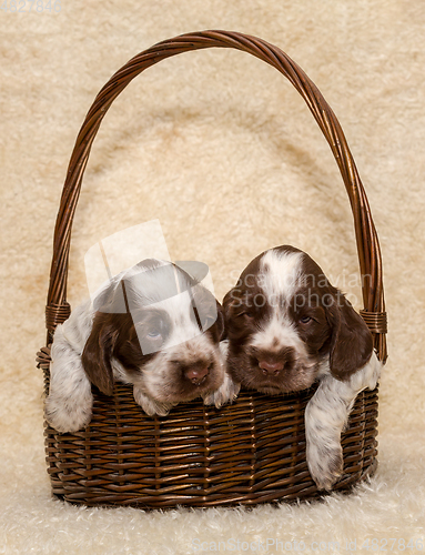 Image of two puppy of brown English Cocker Spaniel dog