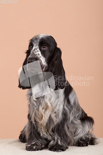 Image of dog english cocker spaniel