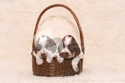 Image of two puppy of brown English Cocker Spaniel dog