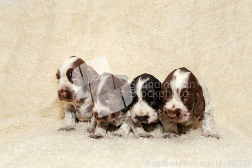 Image of English Cocker Spaniel dog puppies