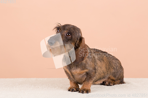 Image of female portrait of brown dog dachshund