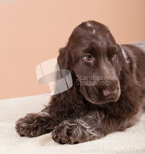 Image of dog english cocker spaniel