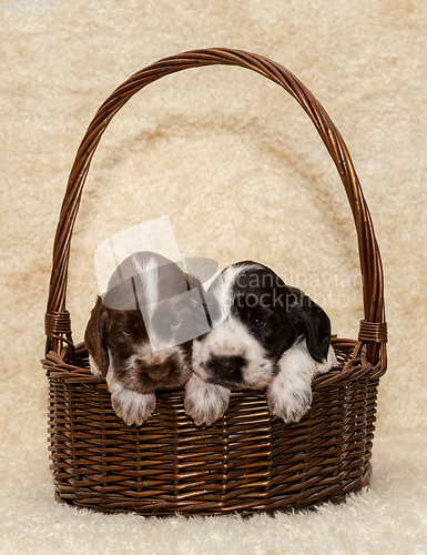 Image of two puppy of brown English Cocker Spaniel dog