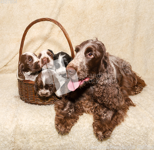 Image of family of lying English Cocker Spaniel dog