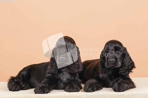 Image of dog english cocker spaniel
