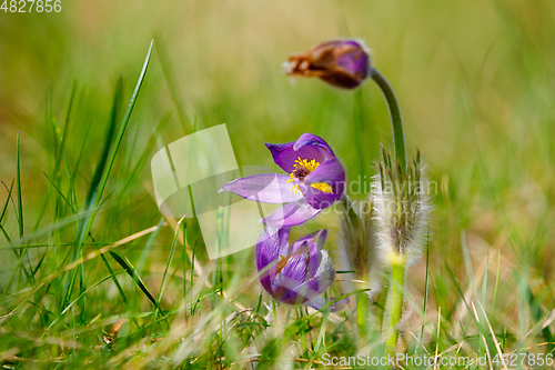 Image of spring flower Pulsatilla pratensis (small pasque flower)